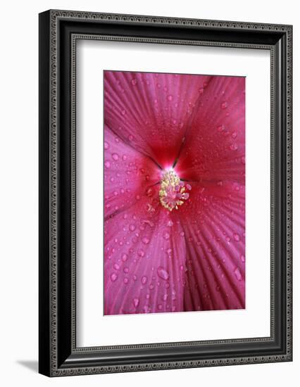 Red Hibiscus Abstract-Anna Miller-Framed Photographic Print