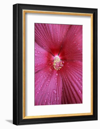 Red Hibiscus Abstract-Anna Miller-Framed Photographic Print