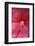 Red Hibiscus Abstract-Anna Miller-Framed Photographic Print