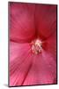 Red Hibiscus Abstract-Anna Miller-Mounted Photographic Print