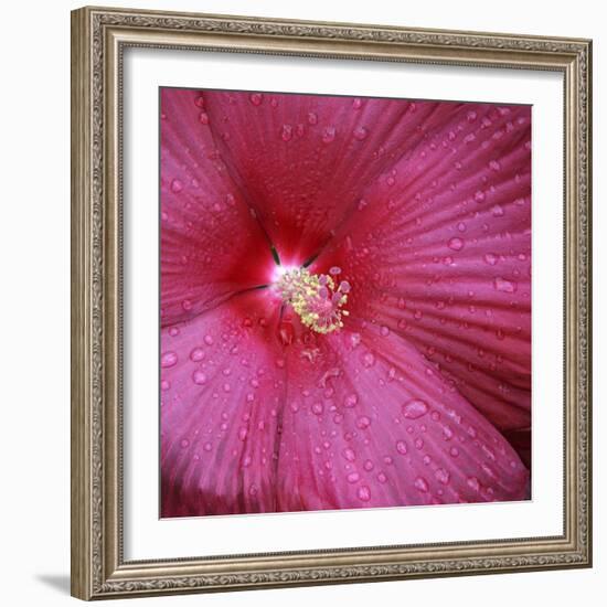 Red Hibiscus Abstract-Anna Miller-Framed Photographic Print