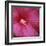 Red Hibiscus Abstract-Anna Miller-Framed Photographic Print