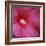 Red Hibiscus Abstract-Anna Miller-Framed Photographic Print