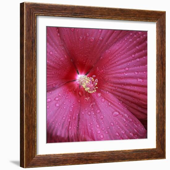 Red Hibiscus Abstract-Anna Miller-Framed Photographic Print