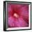 Red Hibiscus Abstract-Anna Miller-Framed Photographic Print