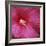 Red Hibiscus Abstract-Anna Miller-Framed Photographic Print