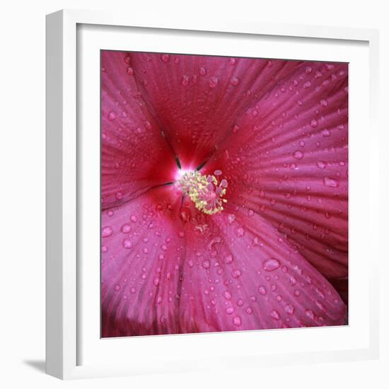 Red Hibiscus Abstract-Anna Miller-Framed Photographic Print