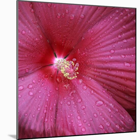 Red Hibiscus Abstract-Anna Miller-Mounted Photographic Print