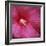 Red Hibiscus Abstract-Anna Miller-Framed Photographic Print