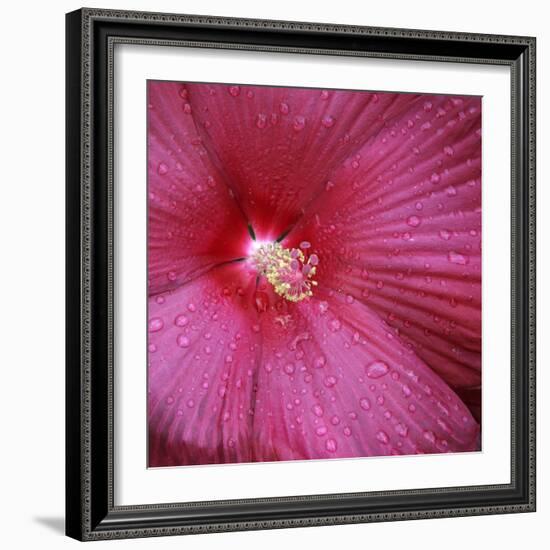 Red Hibiscus Abstract-Anna Miller-Framed Photographic Print