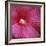 Red Hibiscus Abstract-Anna Miller-Framed Photographic Print