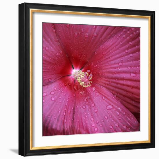 Red Hibiscus Abstract-Anna Miller-Framed Photographic Print