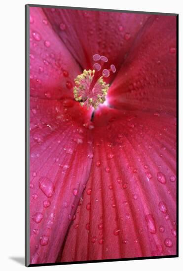 Red Hibiscus Abstract-Anna Miller-Mounted Photographic Print