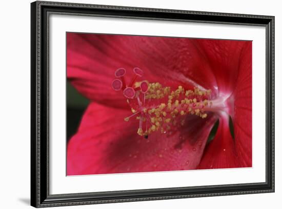 Red Hibiscus Abstract-Anna Miller-Framed Photographic Print