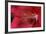 Red Hibiscus Abstract-Anna Miller-Framed Photographic Print