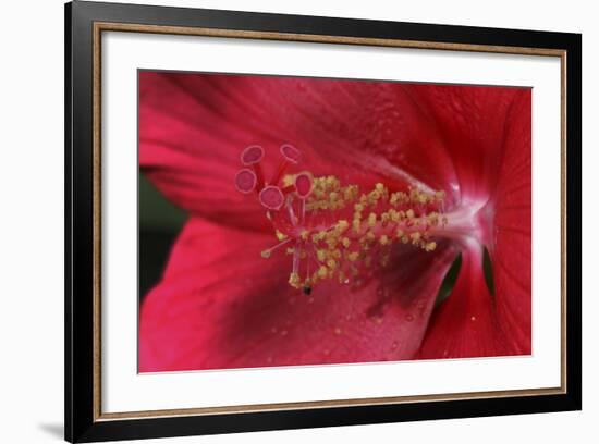 Red Hibiscus Abstract-Anna Miller-Framed Photographic Print