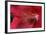 Red Hibiscus Abstract-Anna Miller-Framed Photographic Print