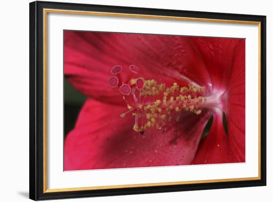 Red Hibiscus Abstract-Anna Miller-Framed Photographic Print