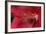 Red Hibiscus Abstract-Anna Miller-Framed Photographic Print