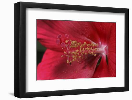 Red Hibiscus Abstract-Anna Miller-Framed Photographic Print