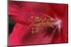 Red Hibiscus Abstract-Anna Miller-Mounted Photographic Print