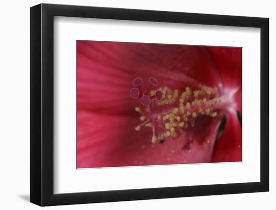 Red Hibiscus Abstract-Anna Miller-Framed Photographic Print