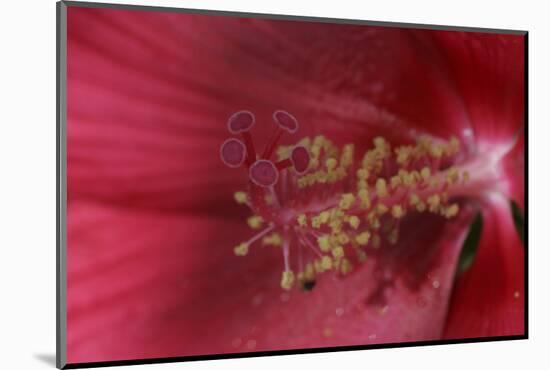 Red Hibiscus Abstract-Anna Miller-Mounted Photographic Print