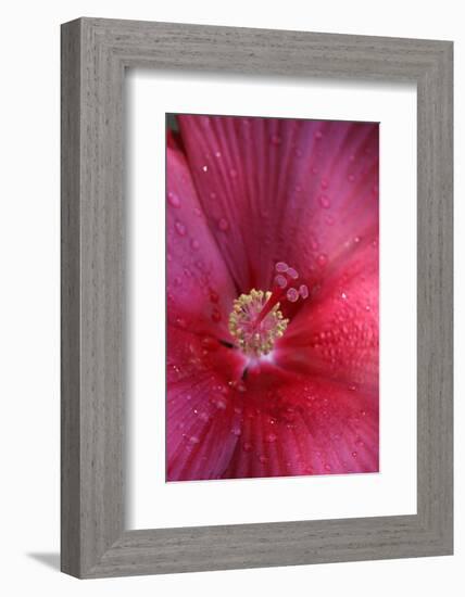 Red Hibiscus Abstract-Anna Miller-Framed Photographic Print