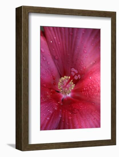 Red Hibiscus Abstract-Anna Miller-Framed Photographic Print