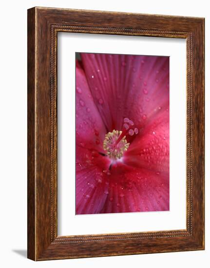 Red Hibiscus Abstract-Anna Miller-Framed Photographic Print