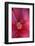 Red Hibiscus Abstract-Anna Miller-Framed Photographic Print