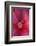 Red Hibiscus Abstract-Anna Miller-Framed Photographic Print