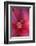 Red Hibiscus Abstract-Anna Miller-Framed Photographic Print