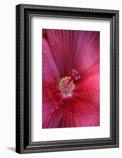 Red Hibiscus Abstract-Anna Miller-Framed Photographic Print