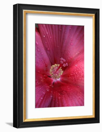 Red Hibiscus Abstract-Anna Miller-Framed Photographic Print