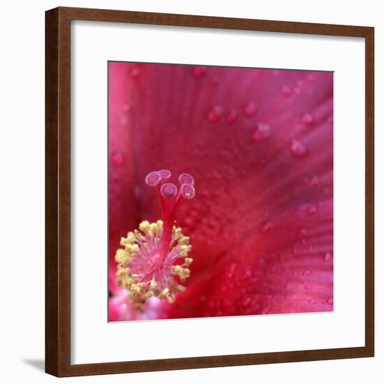 Red Hibiscus Abstract-Anna Miller-Framed Photographic Print