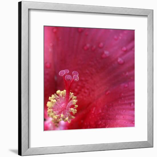 Red Hibiscus Abstract-Anna Miller-Framed Photographic Print