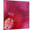 Red Hibiscus Abstract-Anna Miller-Mounted Photographic Print