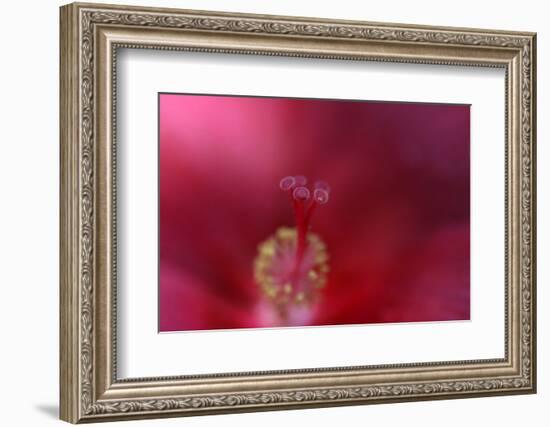 Red Hibiscus Abstract-Anna Miller-Framed Photographic Print