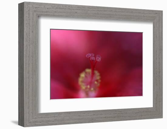 Red Hibiscus Abstract-Anna Miller-Framed Photographic Print