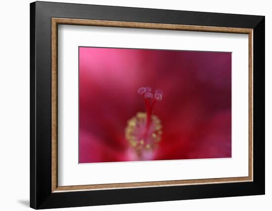 Red Hibiscus Abstract-Anna Miller-Framed Photographic Print