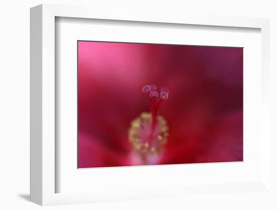 Red Hibiscus Abstract-Anna Miller-Framed Photographic Print