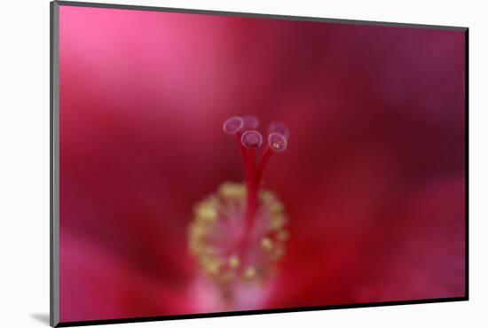 Red Hibiscus Abstract-Anna Miller-Mounted Photographic Print