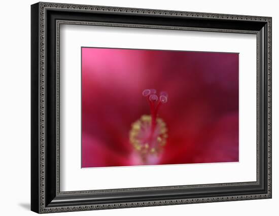 Red Hibiscus Abstract-Anna Miller-Framed Photographic Print