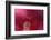 Red Hibiscus Abstract-Anna Miller-Framed Photographic Print