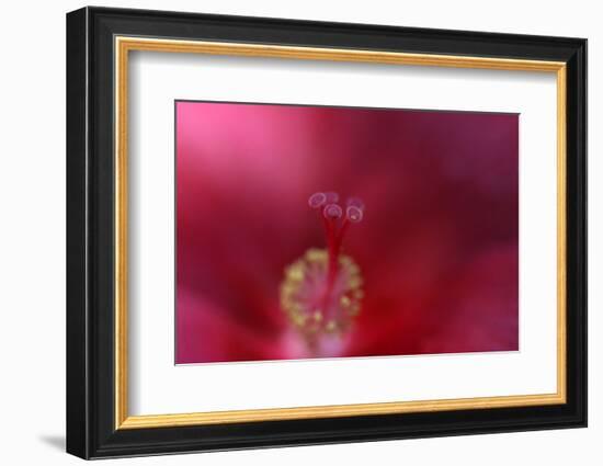 Red Hibiscus Abstract-Anna Miller-Framed Photographic Print