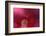 Red Hibiscus Abstract-Anna Miller-Framed Photographic Print