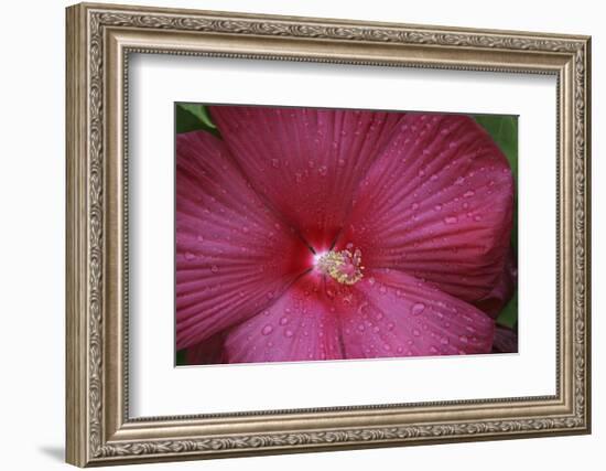 Red Hibiscus Abstract-Anna Miller-Framed Photographic Print