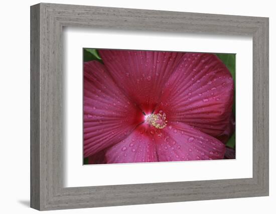 Red Hibiscus Abstract-Anna Miller-Framed Photographic Print