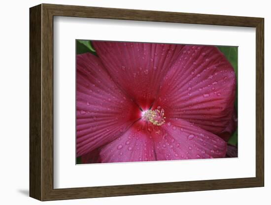 Red Hibiscus Abstract-Anna Miller-Framed Photographic Print